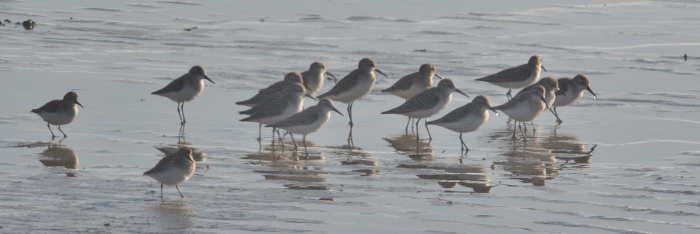 sandpipers huddle to find food in the sand
